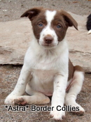 Puppy no 1, Ben x Pru litter, Red and white female border collie